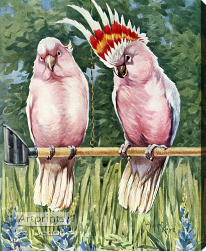 Cockatoos Parrot by Albert Kaye - Stretched Canvas Art Print
