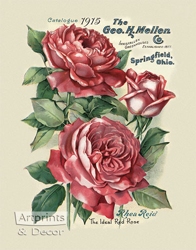 The Ideal Red Rose by Rhea Reid - Art Print