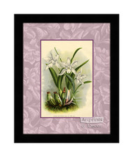 White Orchids - Framed Art Print