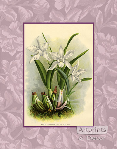 White Orchids - Art Print
