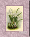 White Orchids - Canvas Art Print