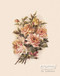 Blush Roses - Framed Art Print