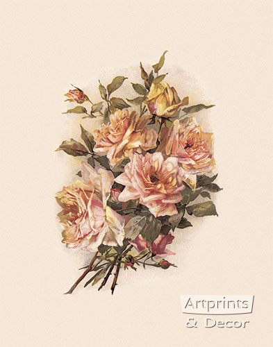 Blush Roses - Art Print