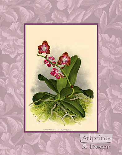 Rose Orchids - Framed Art Print