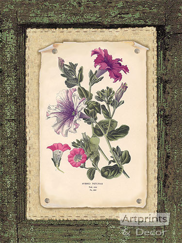 Petunias - Framed Art Print