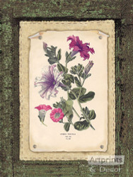 Petunias - Art Print