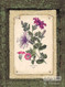 Petunias - Art Print