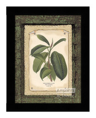 Rubber Plant - Framed Art Print