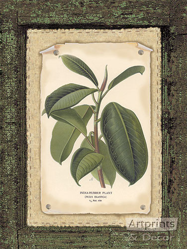 Rubber Plant - Art Print