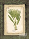 Bourbon Palm - Art Print