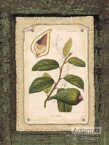 Ficus - Art Print