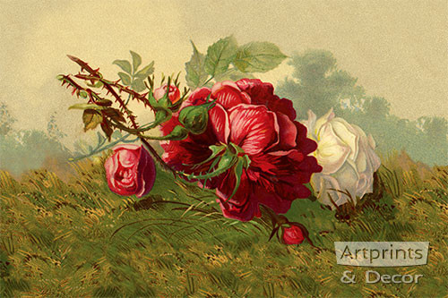 Red Rose in the Grass - Framed Art Print