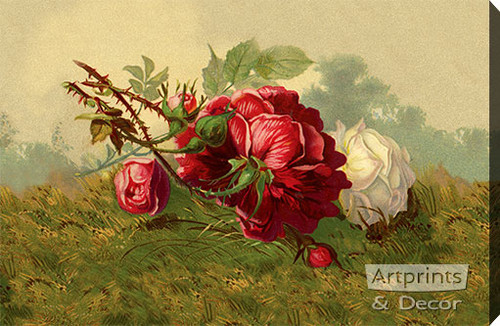 Red Rose in the Grass - Stretched Canvas Print