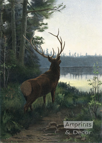 Wapiti Elk by Oliver Kemp - Art Print