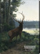 Wapiti Elk - Stretched Canvas Art Print
