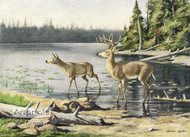 Adirondack Deer by Oliver Kemp - Art Print