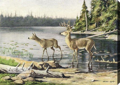 Adirondack Deer by Oliver Kemp - Stretched Canvas Art Print