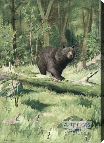 Adirondack Black Bear, Stretched Canvas Art Print by Oliver Kemp