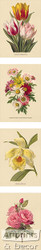 Study of Flowers by Paul de Longpre - Art Print