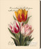 Tulips by Paul de Longpre - Stretched Canvas Art Print
