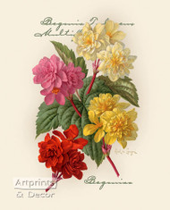 Begonias by Paul de Longpre - Art Print