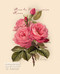 Pink Roses by Paul de Longpre - Art Print 