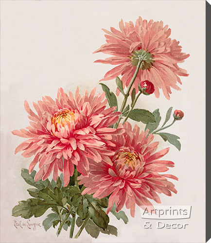Pink Chrysanthemums by Paul de Longpre - Stretched Canvas Art Print

