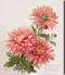 Pink Chrysanthemums by Paul de Longpre - Stretched Canvas Art Print
