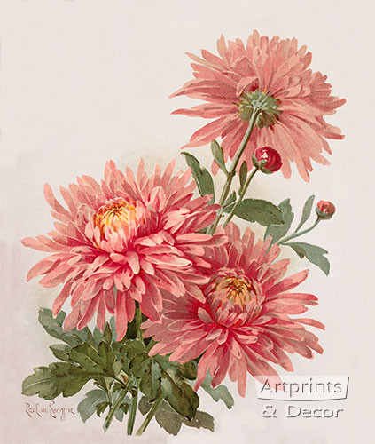 Pink Chrysanthemums by Paul de Longpre - Framed Art Print