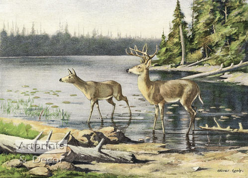 Adirondack Deer by Oliver Kemp - Framed Art Print