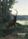 Wapiti Elk by Oliver Kemp - Framed Art Print