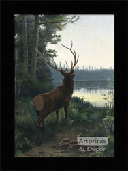 Wapiti Elk - Framed Art Print