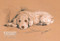 Poodle by Lucy Dawson - Framed Art Print
