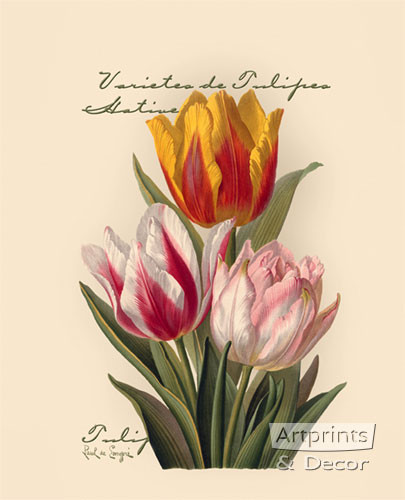 Tulips by Paul de Longpre - Framed Art Print