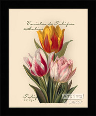 Tulips - Framed Art Print