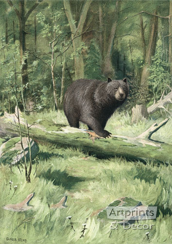 Adirondack Black Bear by Oliver Kemp - Framed Art Print