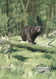 Adirondack Black Bear by Oliver Kemp - Framed Art Print