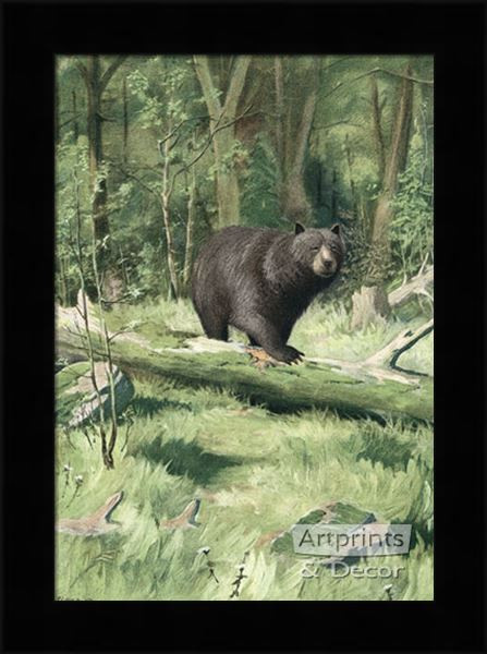 black bear art prints