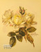 Roses by Paul de Longpre - Framed Art Print 
