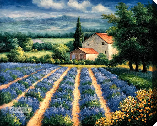 Lavender Flower Field - Stretched Canvas Art Print