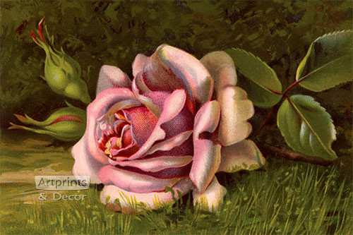 rose pink絵画 Pink Rose in the Grass, Art Print at ArtPrintsAndDecor.com