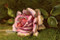 Pink Rose in the Grass - Art Print 