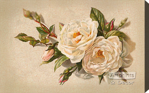 White Roses by Catherine Klein - Stretched Canvas Art Print