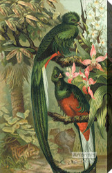 Resplendent Trogon Birds - Stretched Canvas Art Print