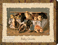 Baby Chicks by A. F. Jait - Stretched Canvas Art Print