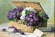 Invoice of Violets by Paul de Longpre - Stretched Canvas Art Print