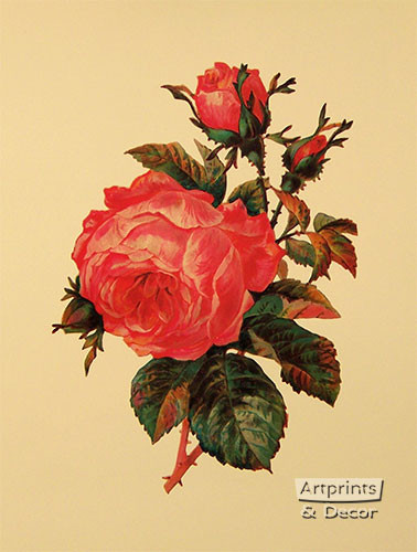 Victorian Floral - Framed Art Print