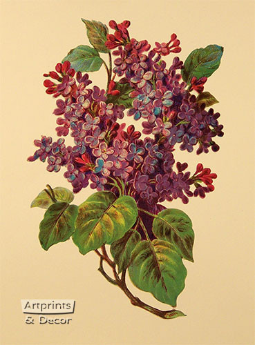 Victorian Floral X - Art Print