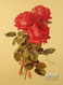 Roses by Paul de Longpre - Art Print