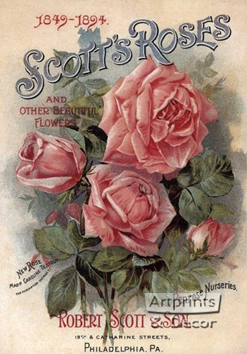 Scotts Roses - Art Print
